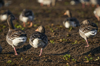 Flock of birds on land