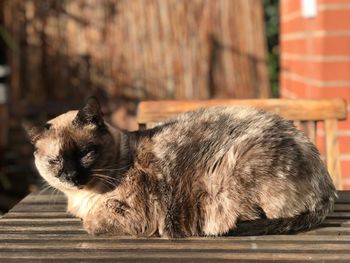 Close-up of a cat looking away