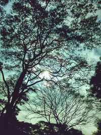 Low angle view of trees against sky