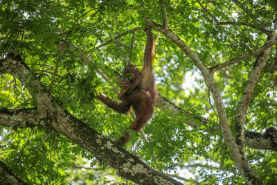 Low angle view of monkey on tree in forest