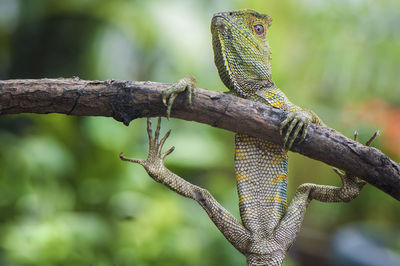 Close-up of iguana hanging on tree