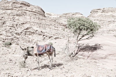 View of an animal on rock