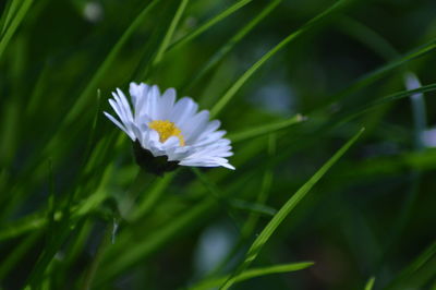 Close-up of purple flowering plant