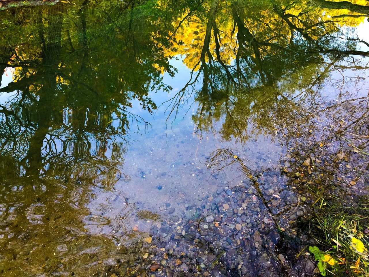 REFLECTION OF TREE IN LAKE