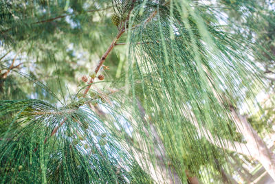 Close-up of fresh green grass