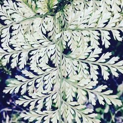 Close-up of leaves