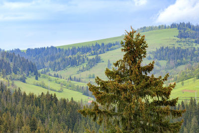 The top of a pine tree is dotted with young cones. carpathians mountain landscape coniferous forests
