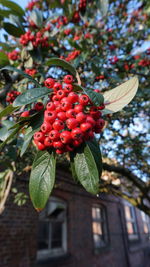 Close-up of red berries on tree