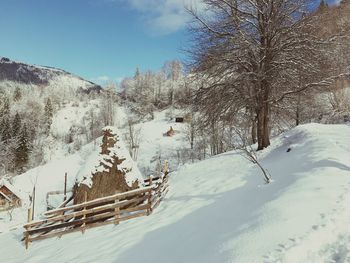 Snow covered plants by trees against sky