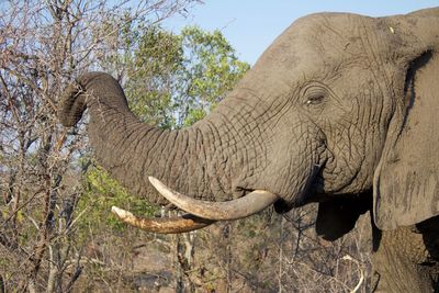 Side view of elephant on land