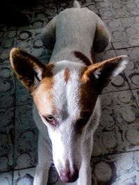 Close-up portrait of dog