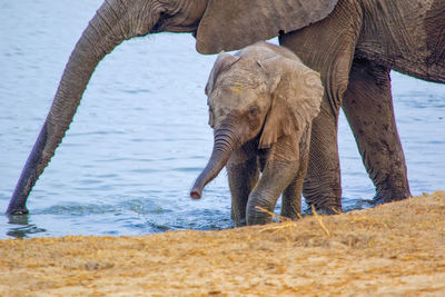 Elephant drinking water