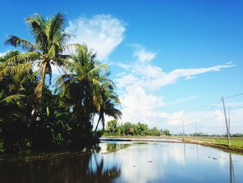 Palm trees by swimming pool against sky