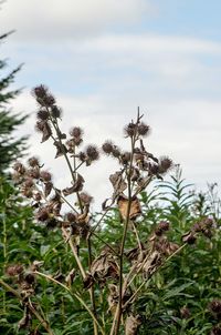 Close-up of plants against sky