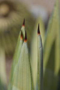 Close-up of succulent plant