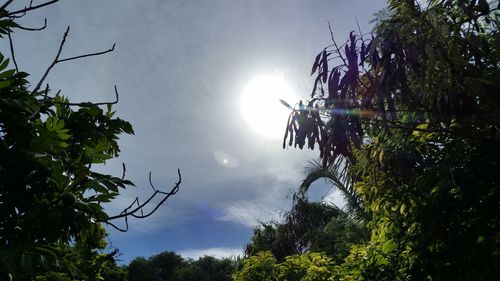 Low angle view of trees against sky