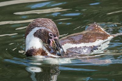 Close-up of duck swimming in lake