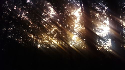 Low angle view of trees against sky at night