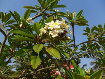 Low angle view of flowers blooming on tree