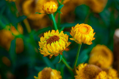 Close-up of yellow flowering plant on field