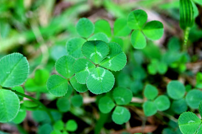 Close-up of green 4 leaves clover plant