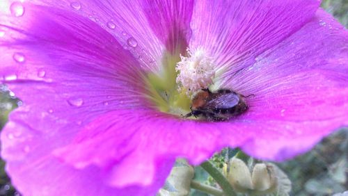 Macro shot of pink flower