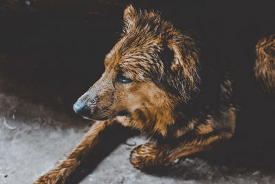 Close-up of a dog looking away