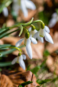 Close-up of white flowering plant