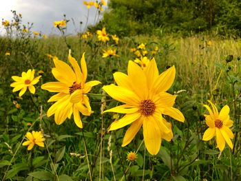 Close-up of yellow flowering plants on field