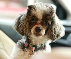 Close-up portrait of poodle in car
