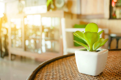 Close-up of potted plant on table at home