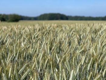 View of wheat field against sky