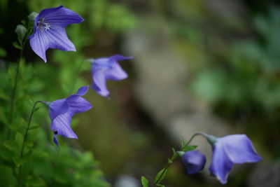 Close-up of purple iris flower