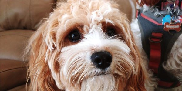 Close-up portrait of dog