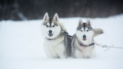 Dogs in snow