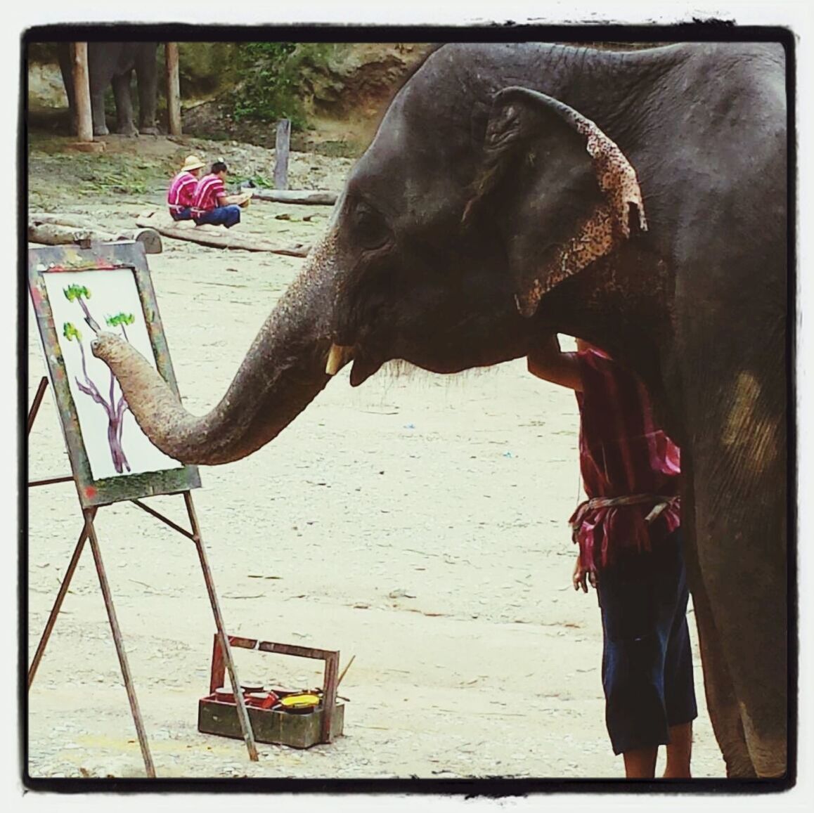 ปางช้างแม่สา | Mae Sa Elephant Camp