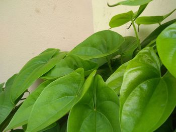 Close-up of green leaves on plant against wall