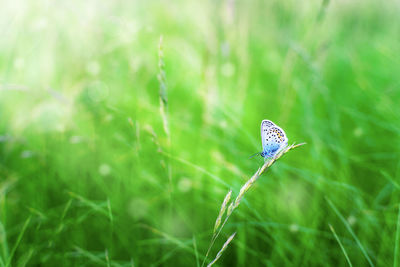 grass