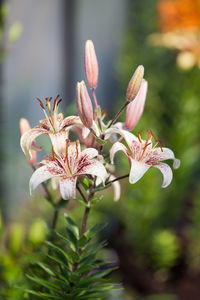 Close-up of flowers against blurred background