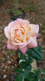 Close-up of pink rose blooming outdoors