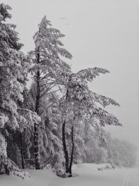 Low angle view of trees