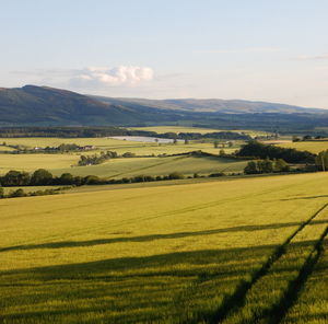 Scenic view of agricultural field against sky