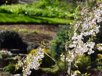 Close-up of flowers growing on tree