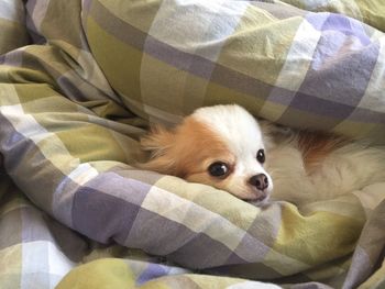 Portrait of cute puppy in blanket