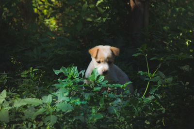 Portrait of a dog