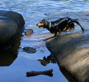 Dog in water