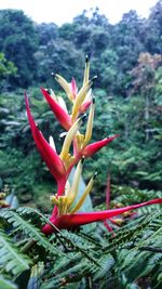 Close-up of red flowering plant