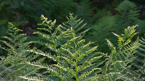 Fern leaves