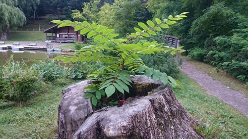 Plants and trees in park