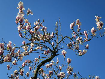 Low angle view of cherry blossom tree